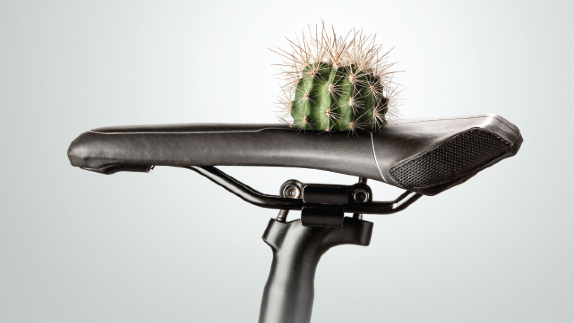 photo of a cactus sitting on a bike seat